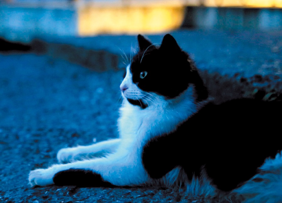 アスラン･パーチャシ